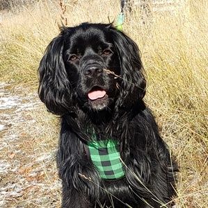 Meet your Posher, Abby